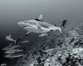 Lunchtime !  Sharks at Pizion Pass, Truk Lagoon. by Eric Bancroft 